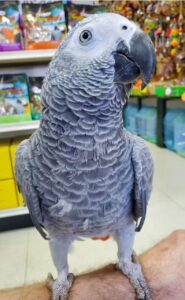 Congo African Grey Parrots for sale near me​ | Grey African Parrots for sale​ | Timneh African Grey Parrot Eggs for sale​. 90% Money back guarantee
