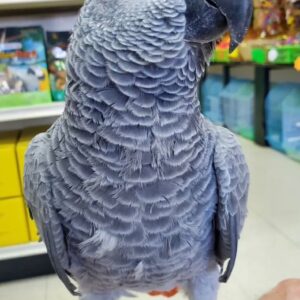 Congo African Grey Parrots for sale near me​ | Grey African Parrots for sale​ | Timneh African Grey Parrot Eggs for sale​. 90% Money back guarantee
