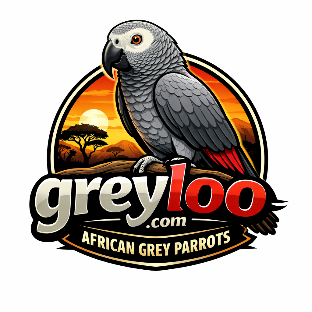 Congo African Grey Parrots for sale near me​ | Grey African Parrots for sale​ | Timneh African Grey Parrot Eggs for sale​. 90% Money back guarantee