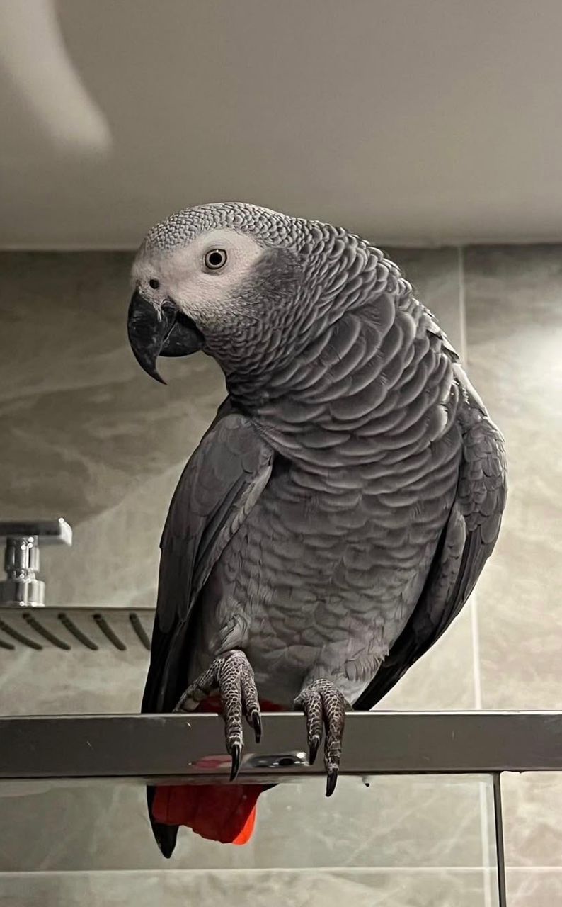 Congo African Grey Parrots for sale near me​, Grey African Parrots for sale​, Timneh African Grey Parrot Eggs for sale​