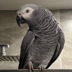 Baby African Grey Parrots for sale​ near me​ UK, Parrot Grey African for sale​ UK, Parrots for sale African grey​ UK, Grey African Parrot for sale