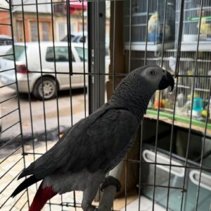 Congo African Grey Parrots for sale near me​ | Grey African Parrots for sale​ | Timneh African Grey Parrot Eggs for sale​. 90% Money back guarantee