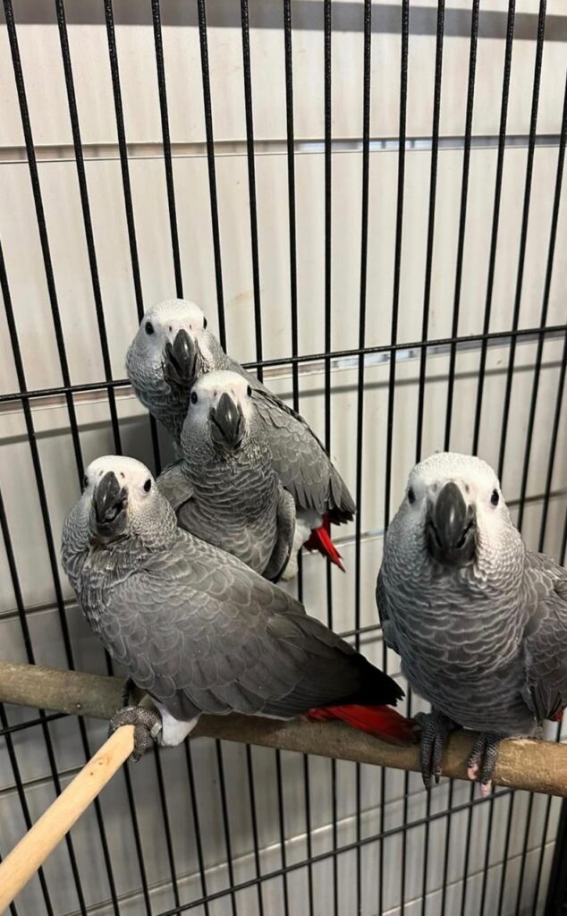 Congo African Grey Parrots for sale near me​, Grey African Parrots for sale​, Timneh African Grey Parrot Eggs for sale​