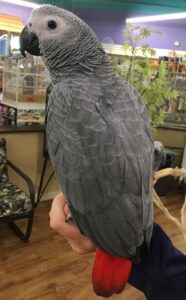 African Grey Parrots for sale​ Australia, Parrots for sale African grey​ Australia, African Grey Parrot for sale qld, African Grey Parrot for sale Australia