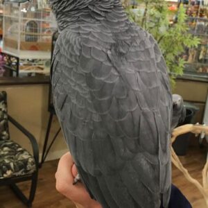 African Grey Parrots for sale​ Australia, Parrots for sale African grey​ Australia, African Grey Parrot for sale qld, African Grey Parrot for sale Australia