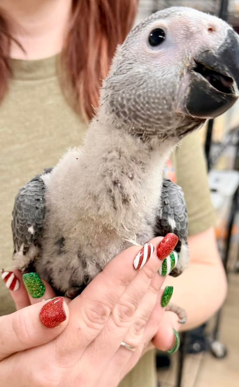 Congo African Grey Parrots for sale near me​, Grey African Parrots for sale​, Timneh African Grey Parrot Eggs for sale​