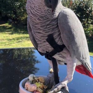African Grey Parrot for sale