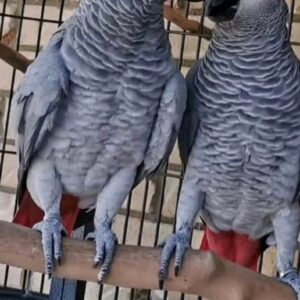African Grey Parrot for sale